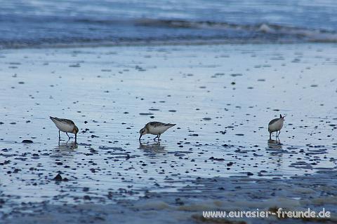 (Foto Goslar)_daenemark_2010_IMG_0089_Strand_Husby_Klit.jpg - ... weitere Motive gefunden. Solche Strandlufer ...